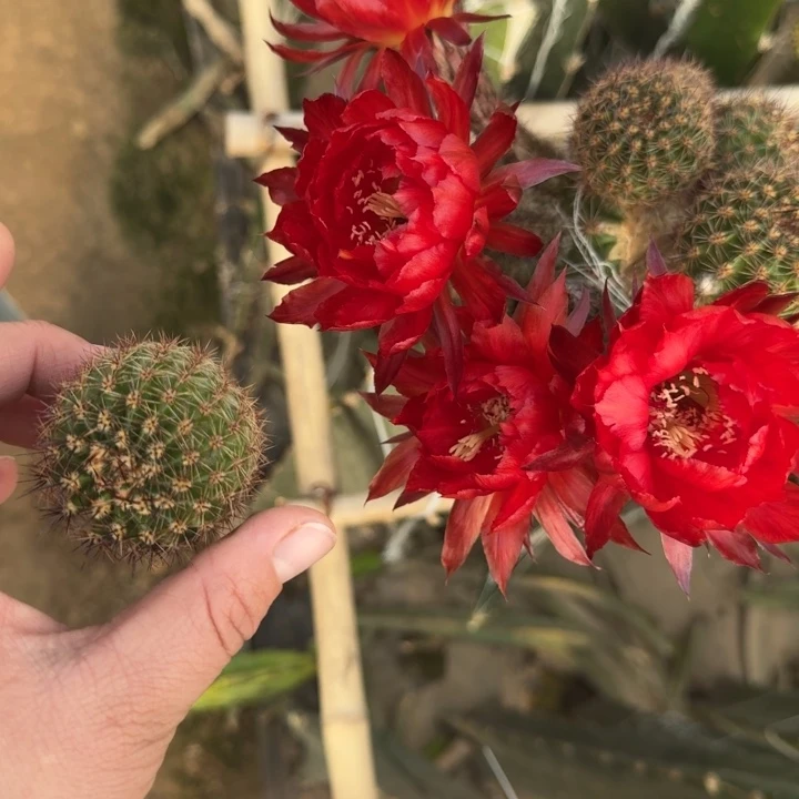 200彩草火鹤歪无根侧牙4公分左右