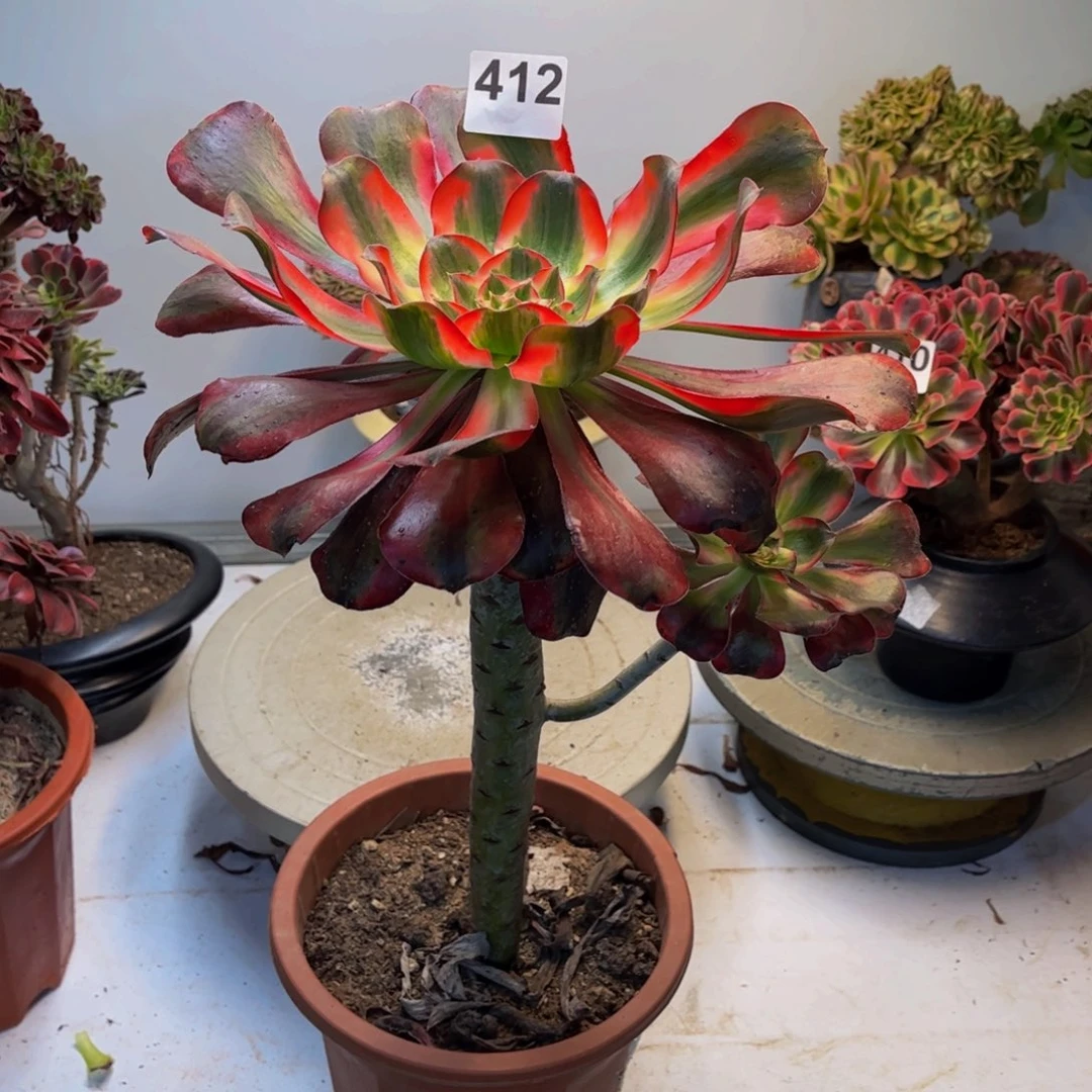多肉植物巫毒锦412