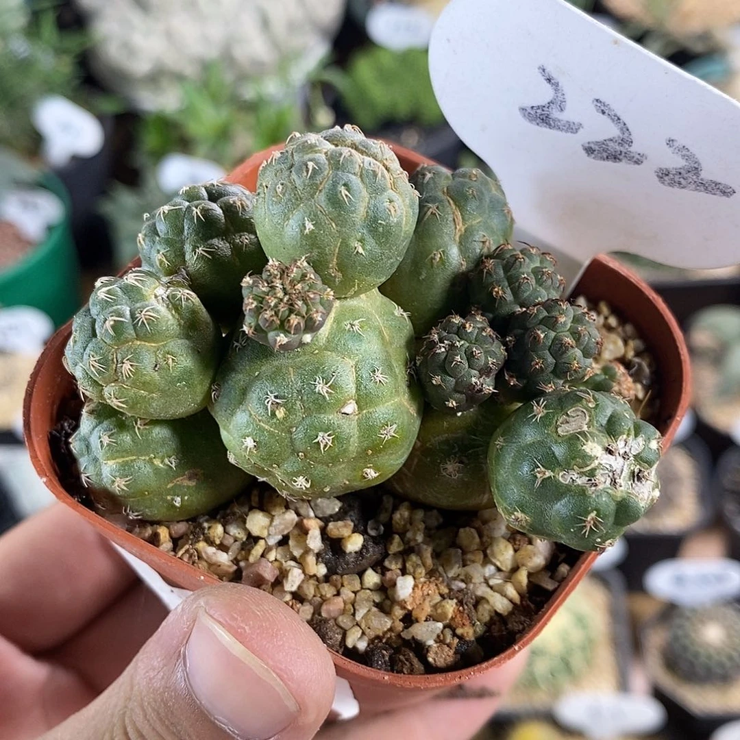 222足球团扇6.8cm