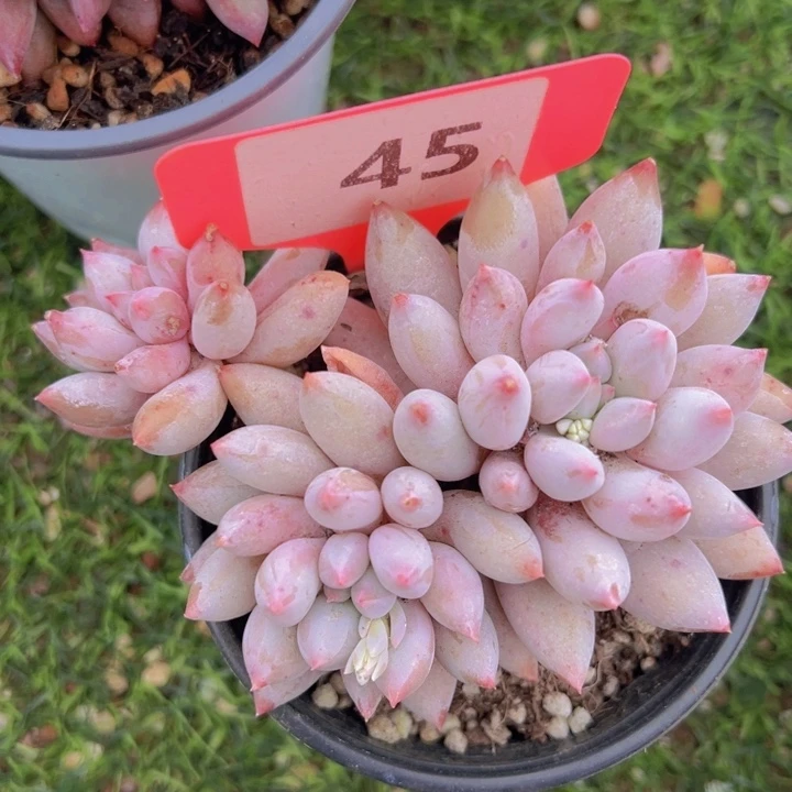 健健康康平平安安