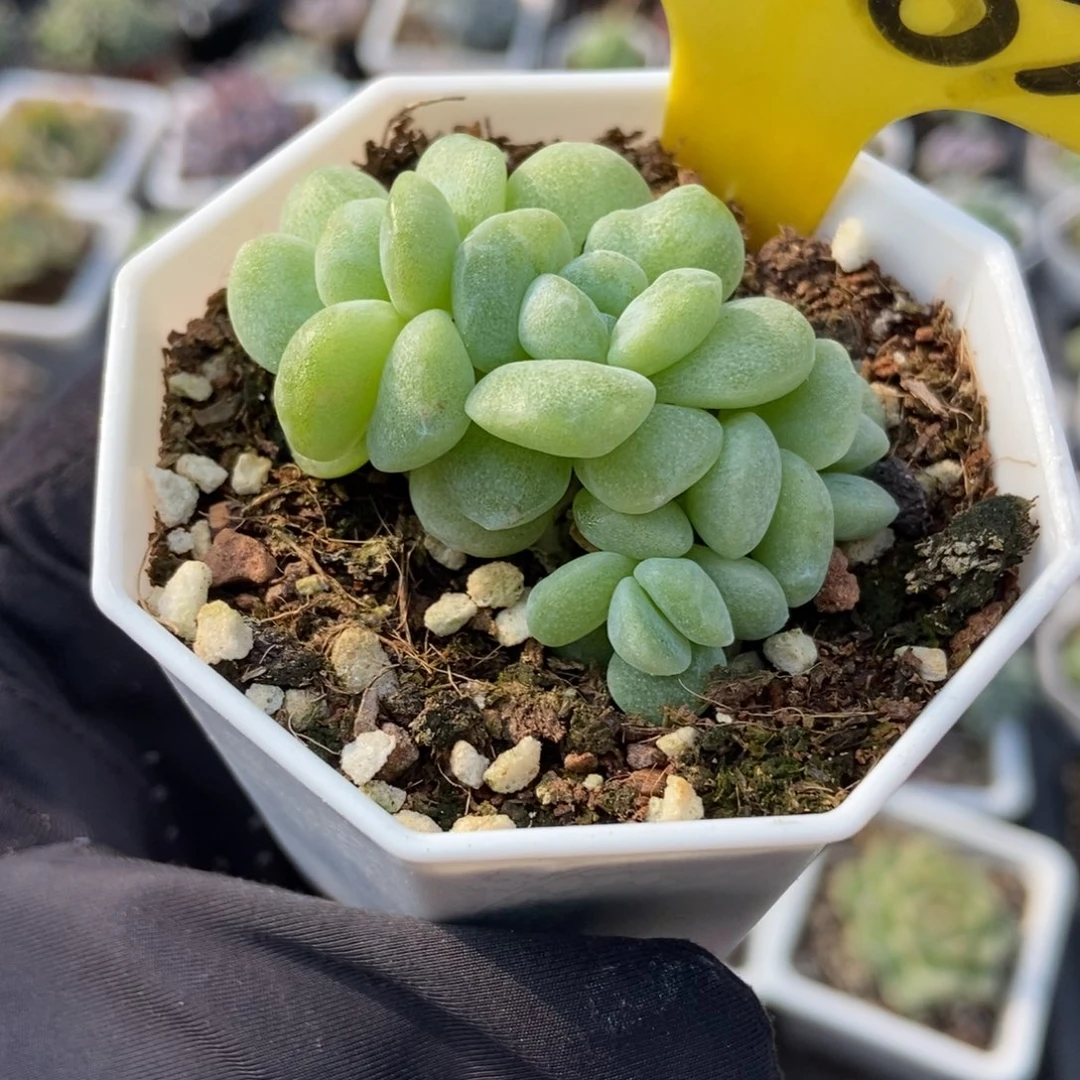 2083石化冰玉多肉植物