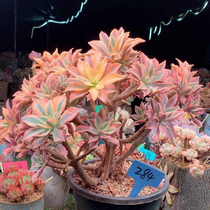 无花朵多肉植物一物一拍284