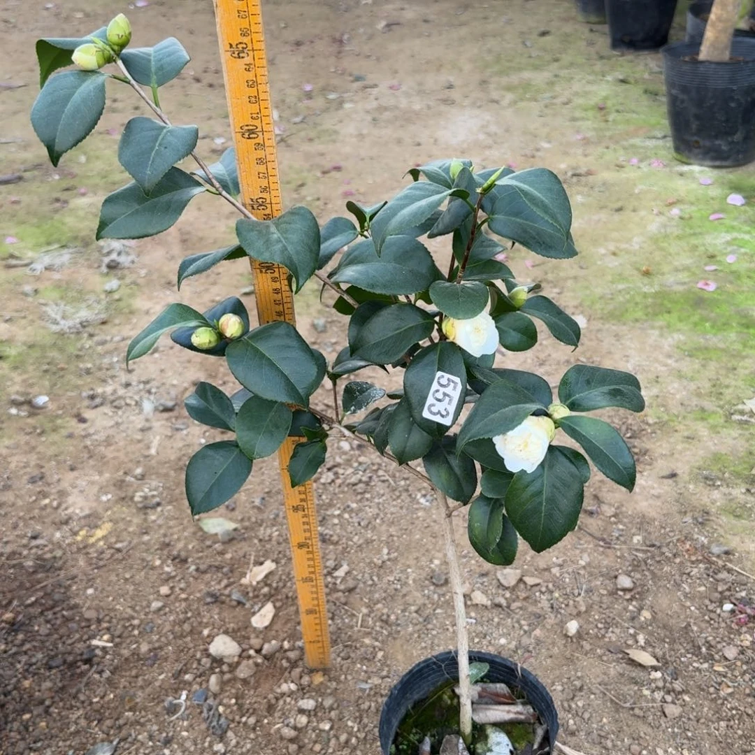 少量花朵（建议范围：2朵-5朵 或40%以下）553白卜伴