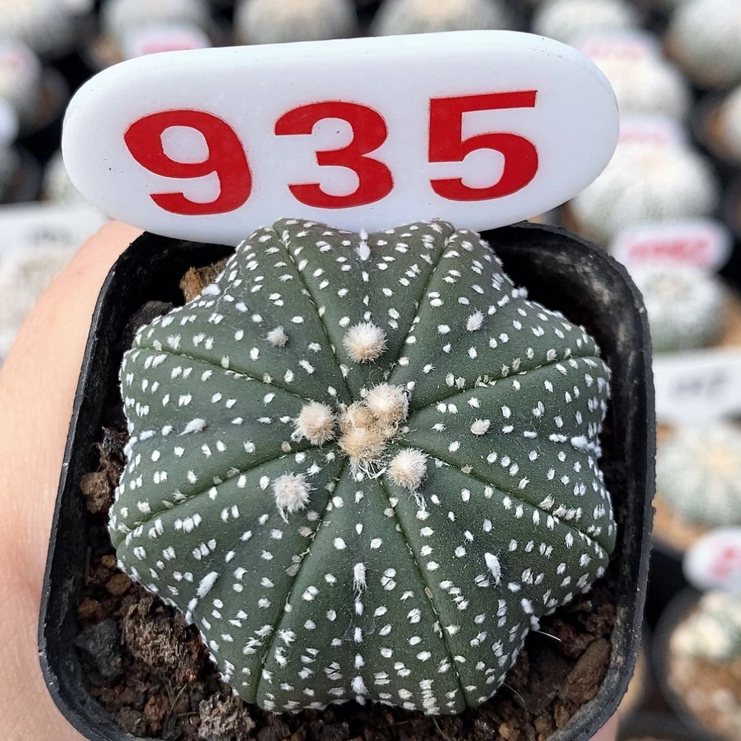 935海星兜系列产品