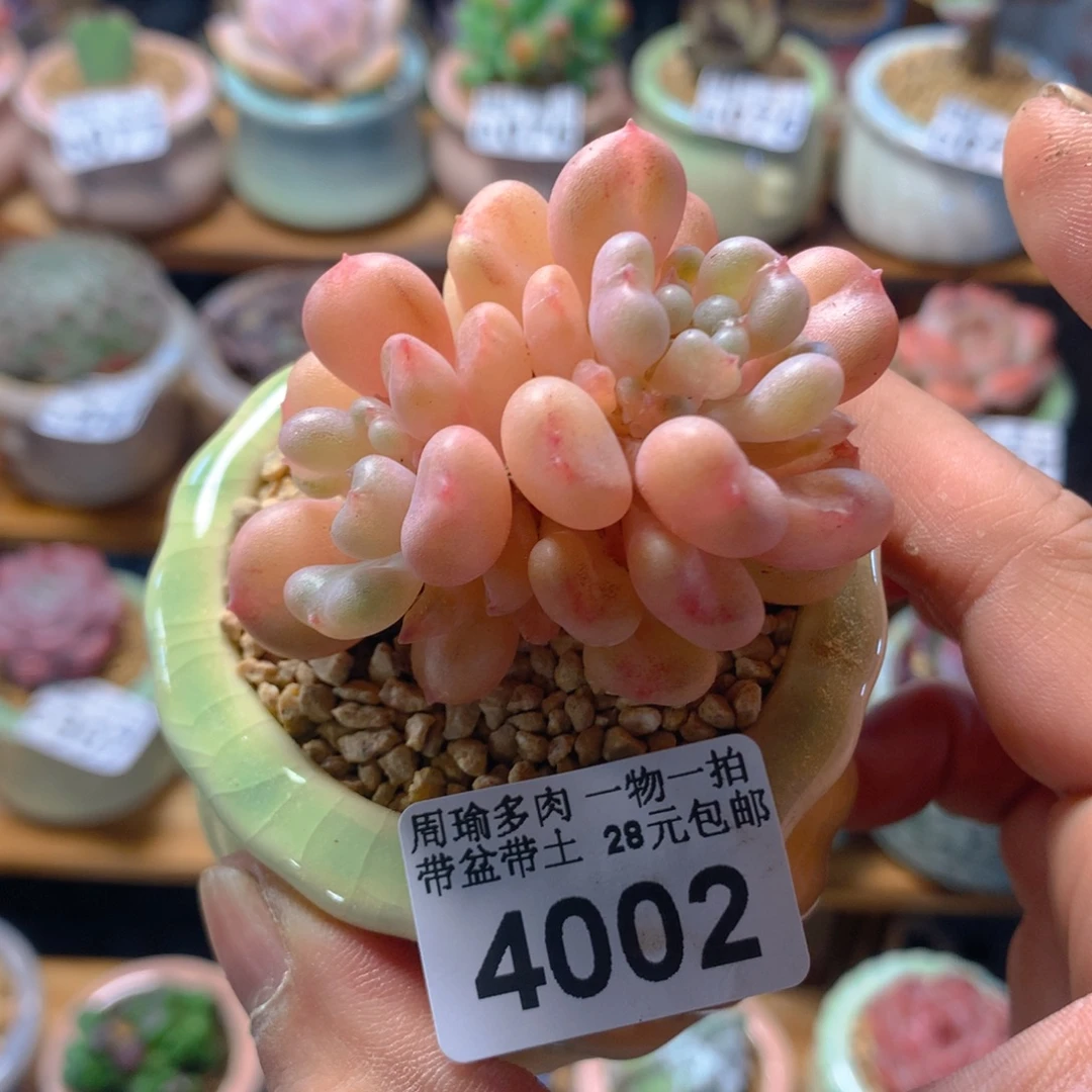 精控多肉植物4002
