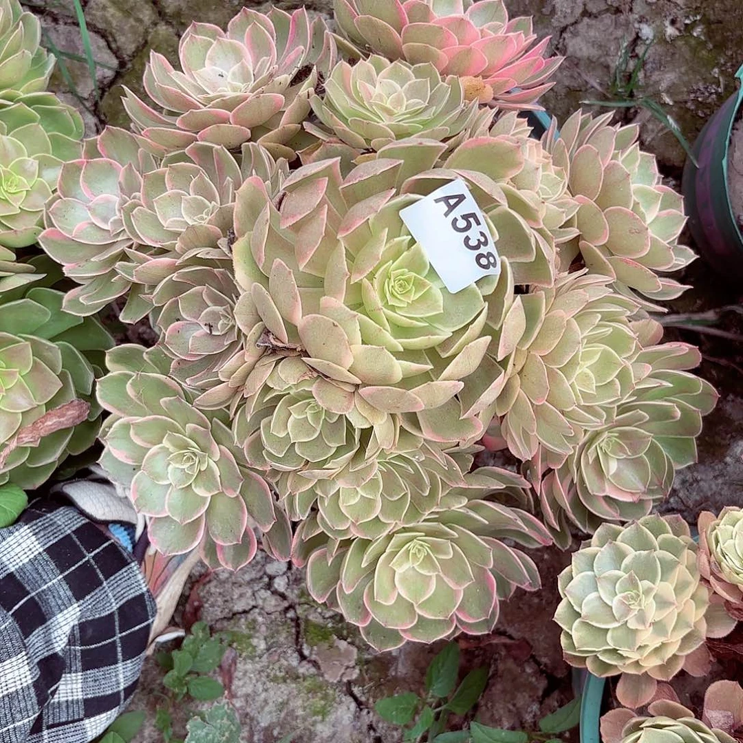 粉花妖8-13偏远不包邮