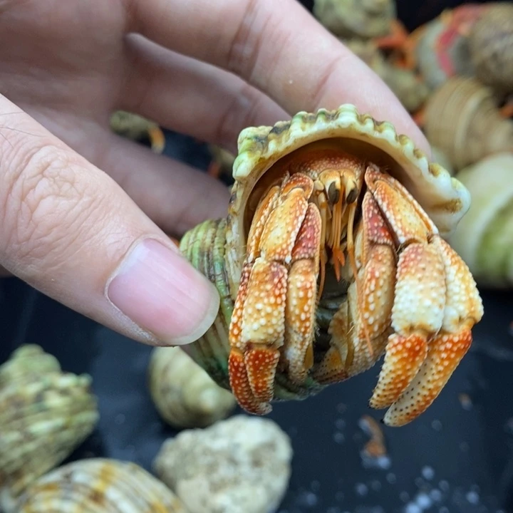 2.6口毛里求斯草莓