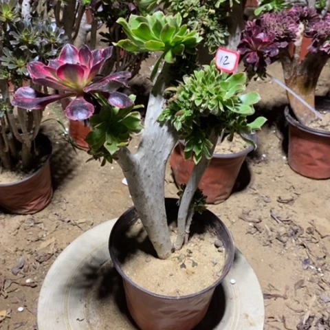 原始绿缀嫁接一物一拍