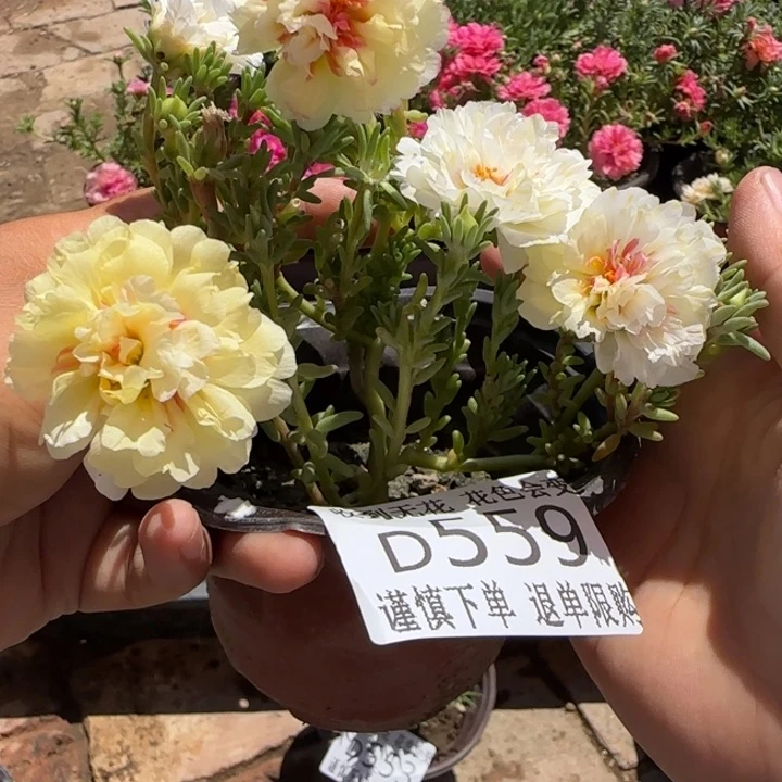 无花朵D559超小苗盆口10cm