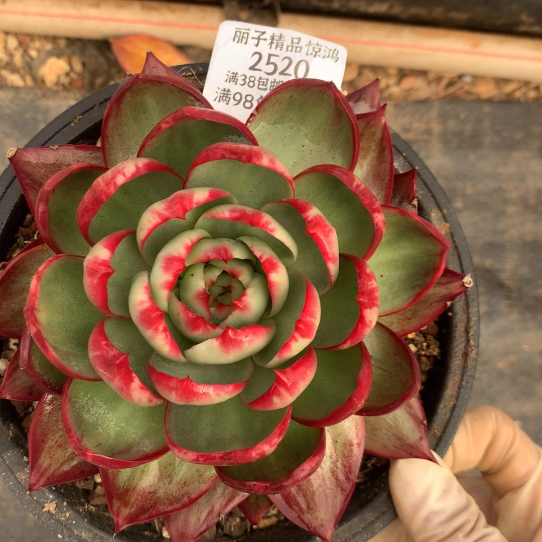 2520一物一拍14厘米外翻