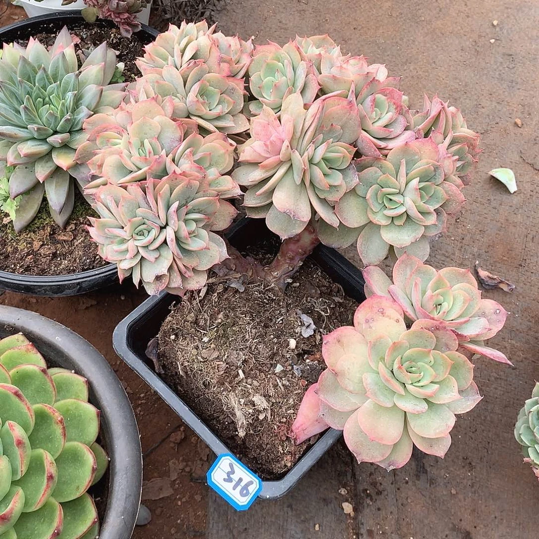 316白雪 一物一拍多肉