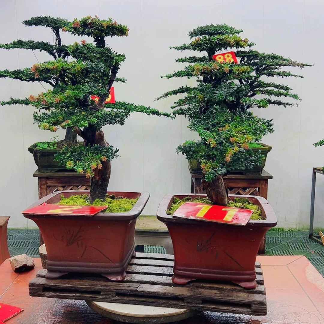 不开花植物罗汉松