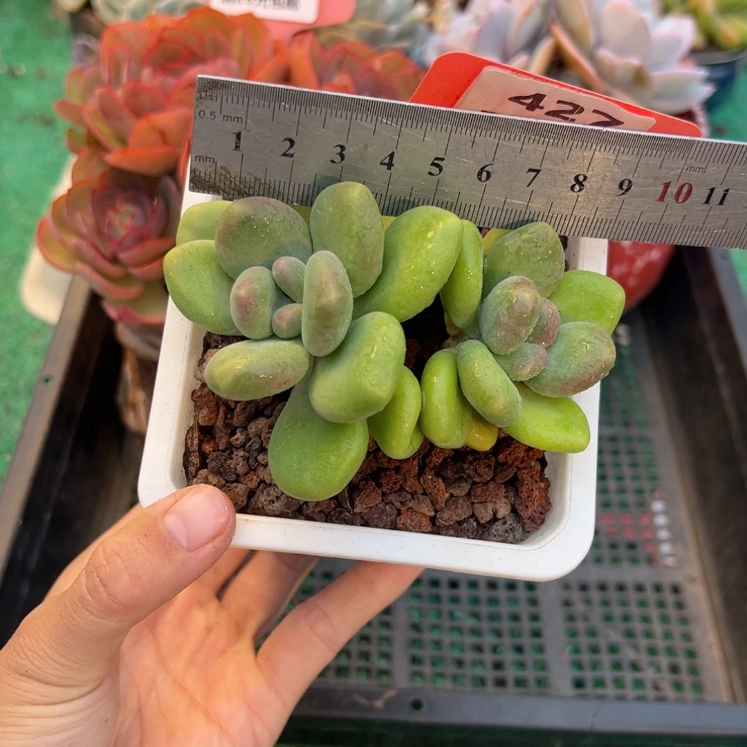 表妹精品多肉植物427.