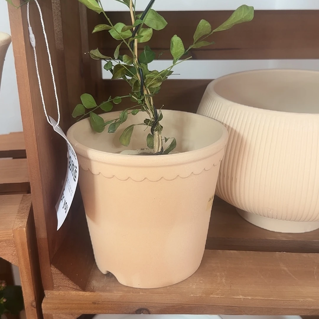 微瑕赫莲娜渐变色口14.5高13.5