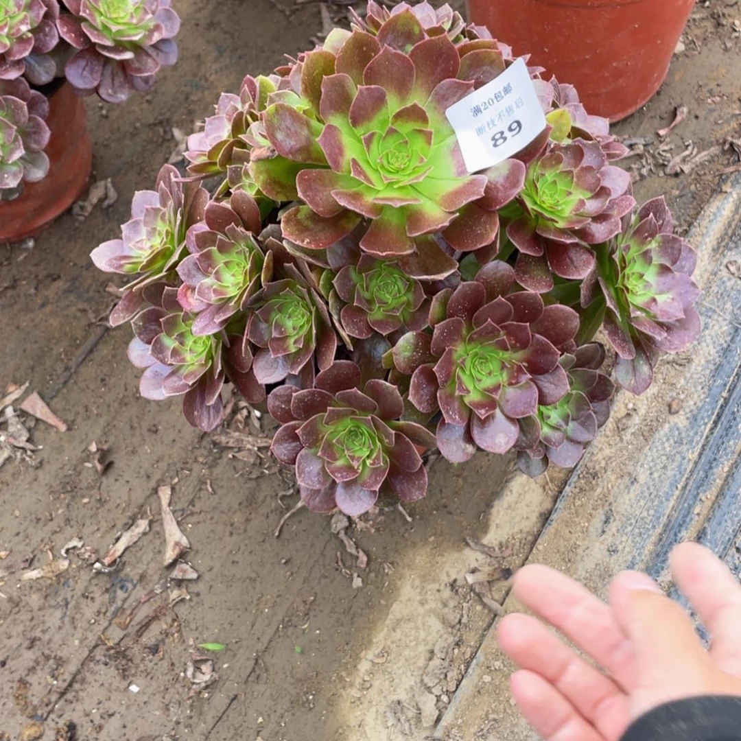 89黑美人法师多肉断枝不包