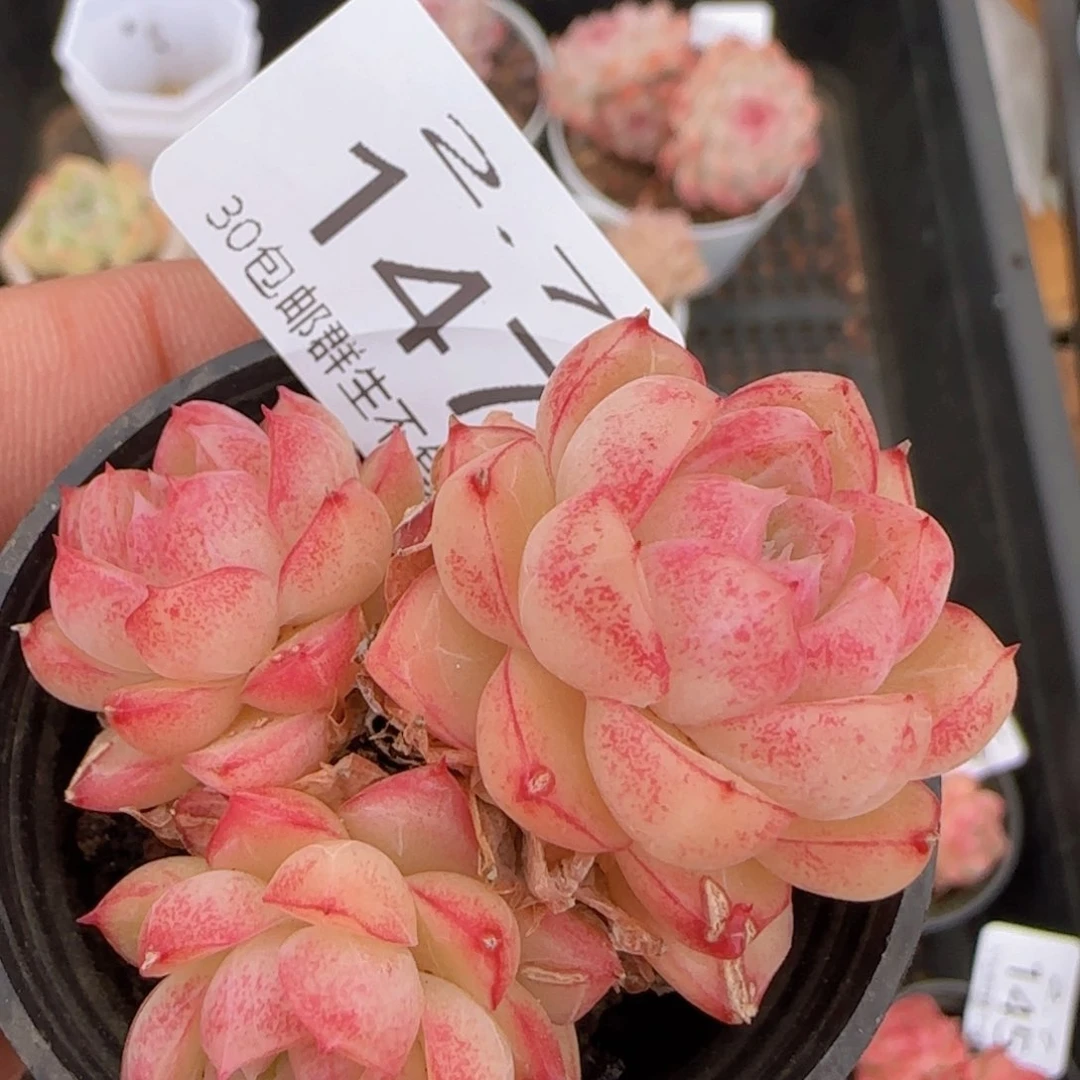 女王群一颗脱土发货