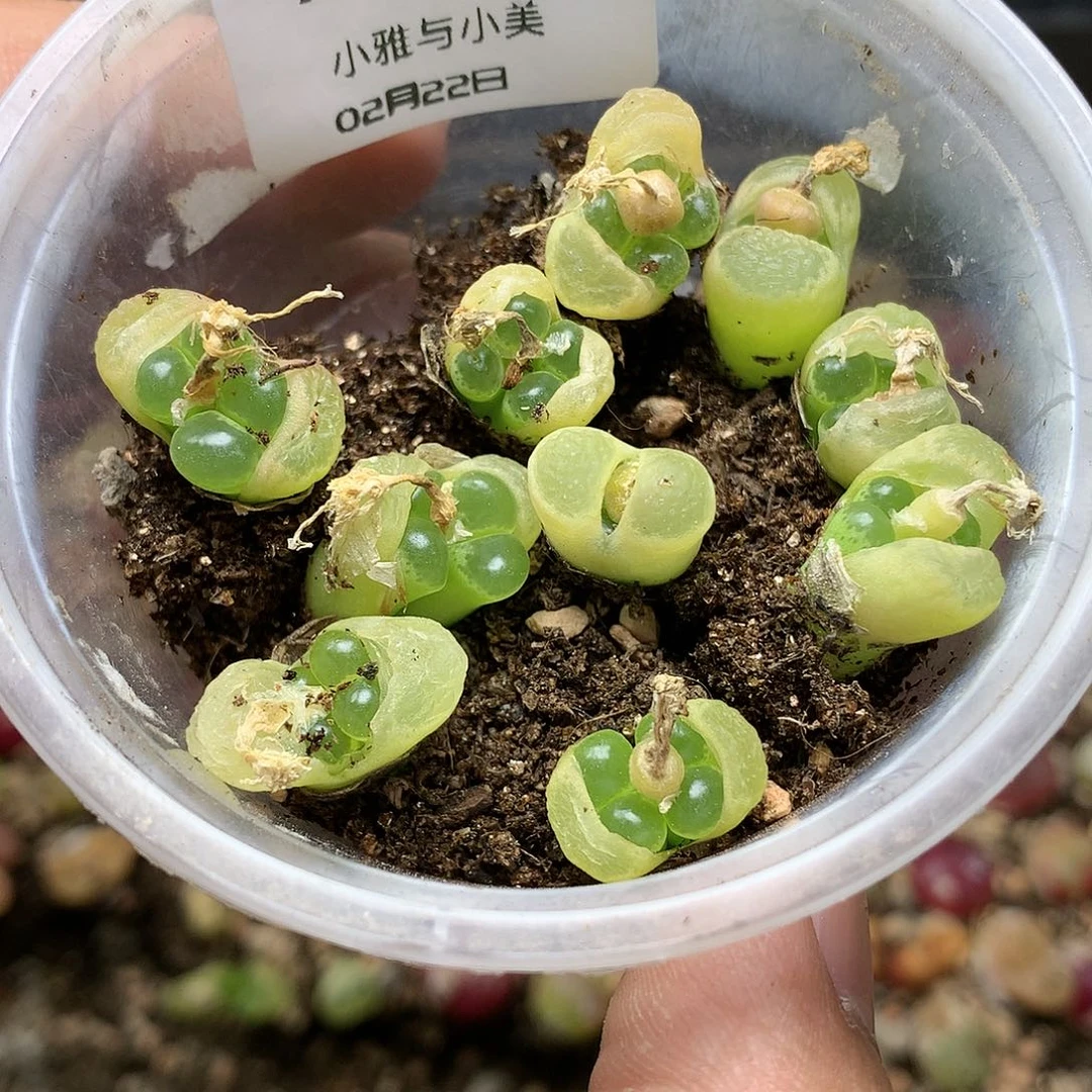 绿风铃多肉植物十个一组多肉