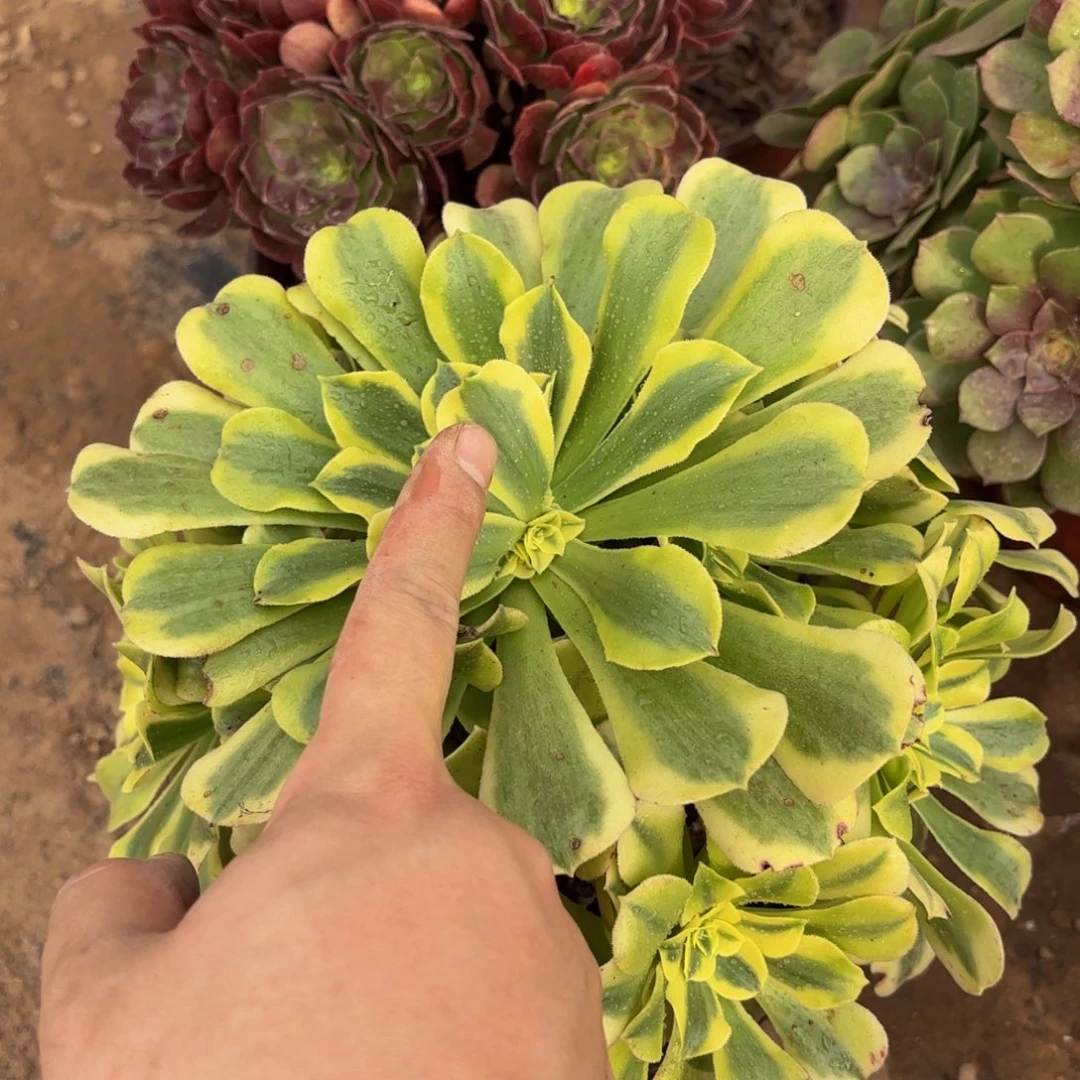 绿豆沙9.9木质老桩