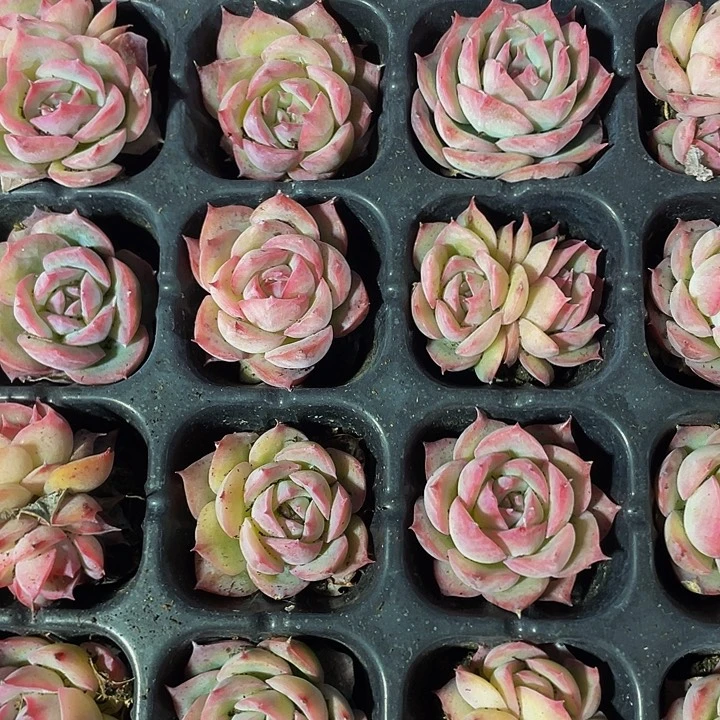 小侧影1元带土发