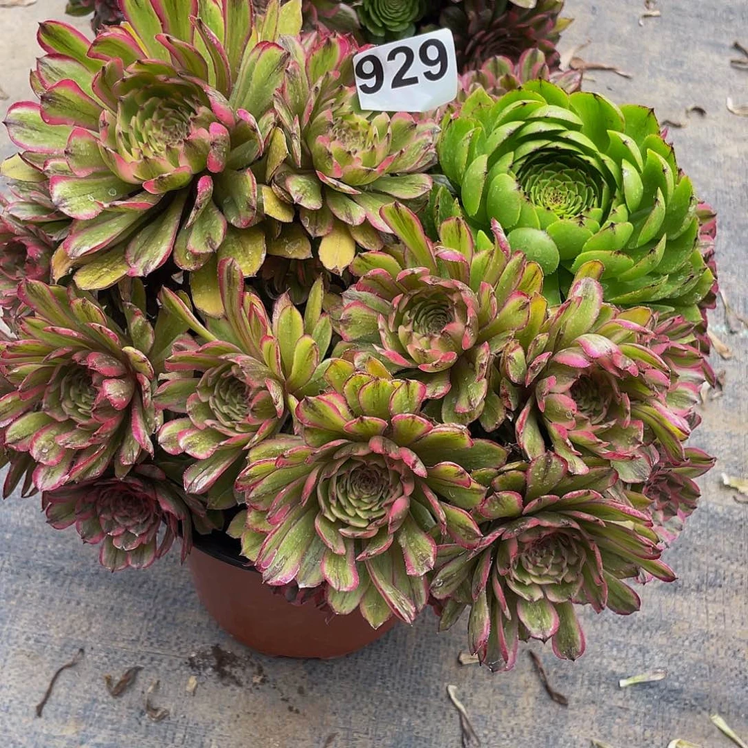 多肉法师929号玲珑发货不包损