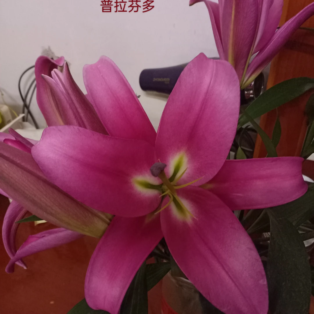 普拉芬多香水百合东北辽宁凌源鲜切花