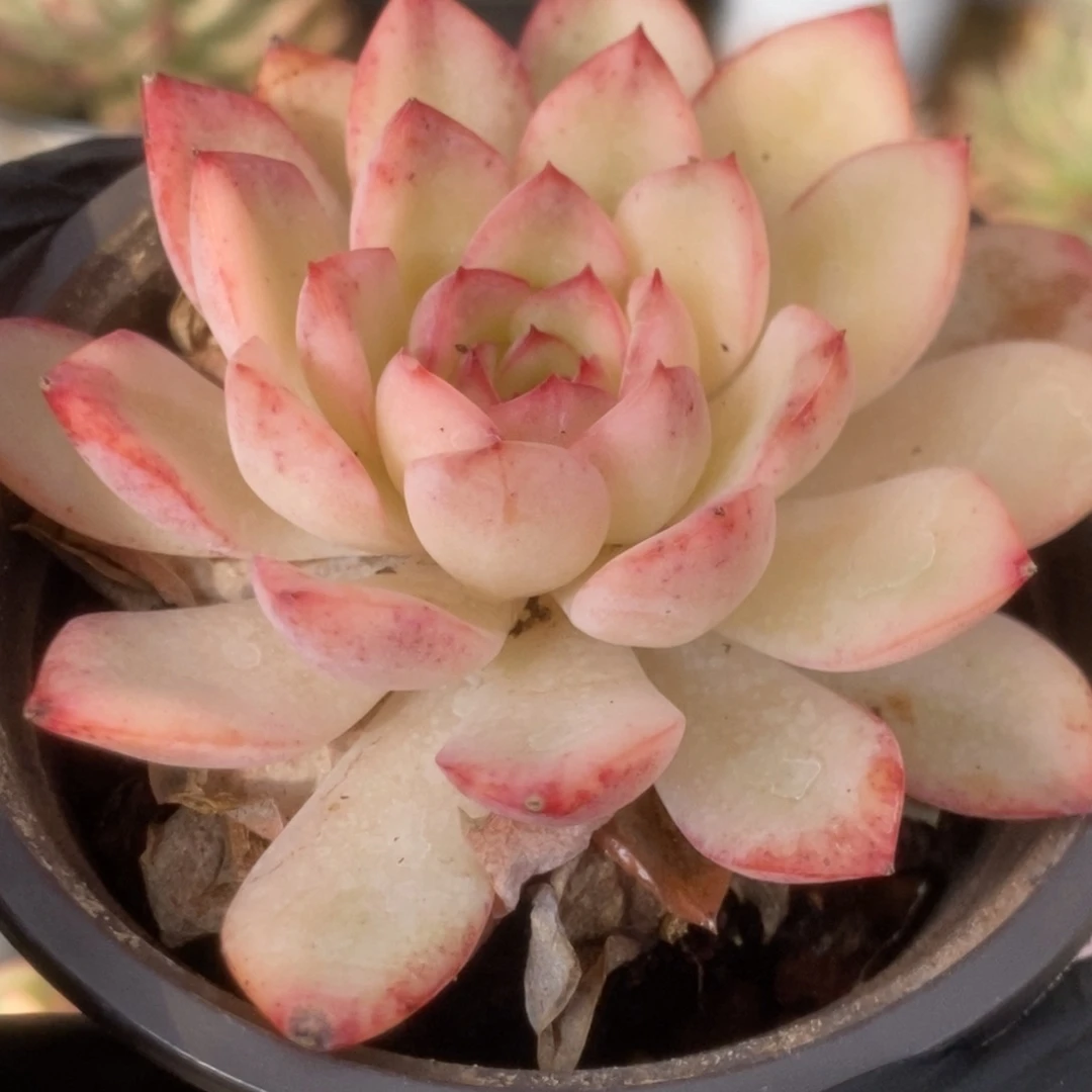 258雨燕座锦锦锦锦锦