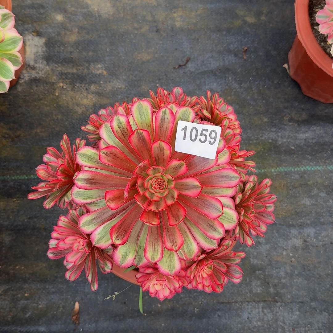 无花朵六*姐1059白月光444冠服21.2左右