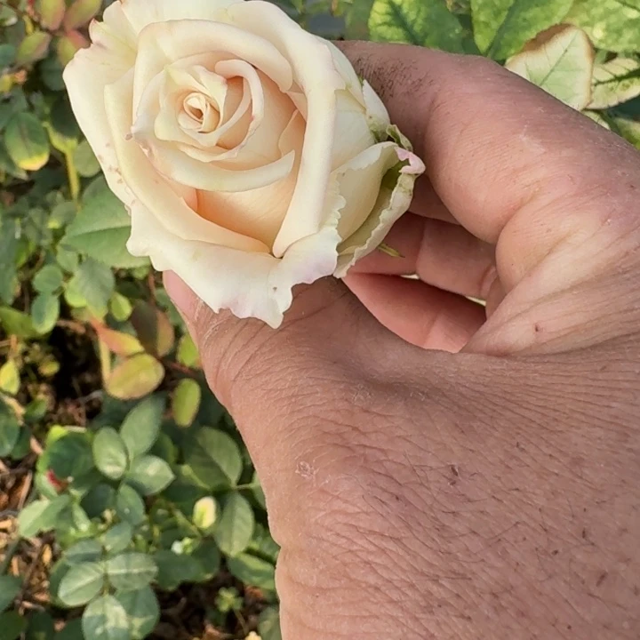 无花朵沙扦插小苗