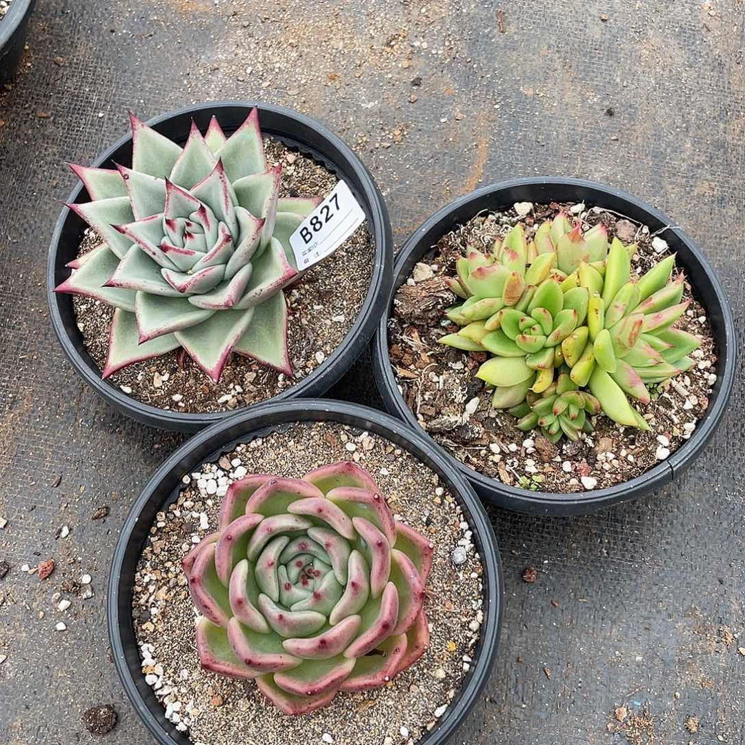 若如东云组拍B827