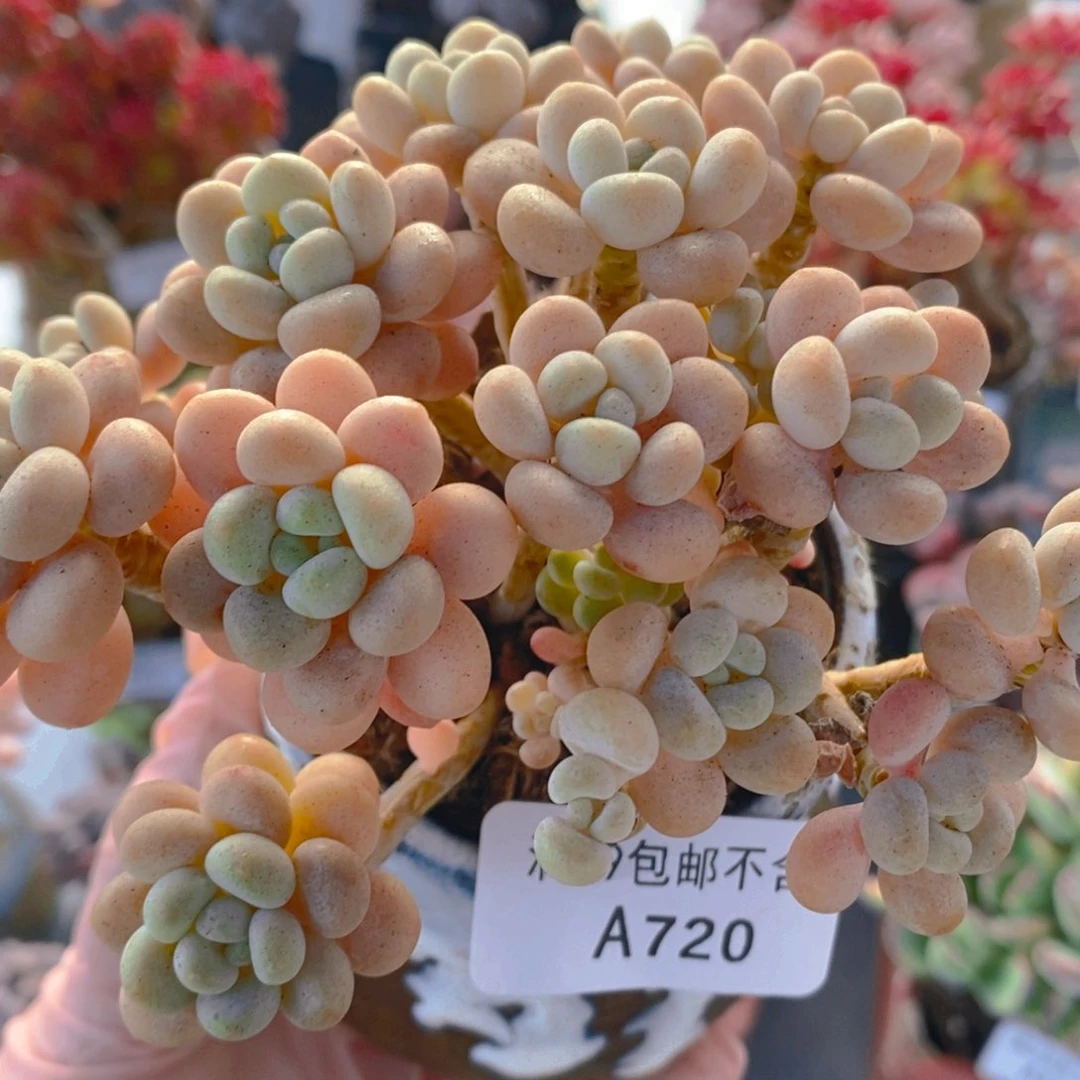洛可可9cm720多肉植物