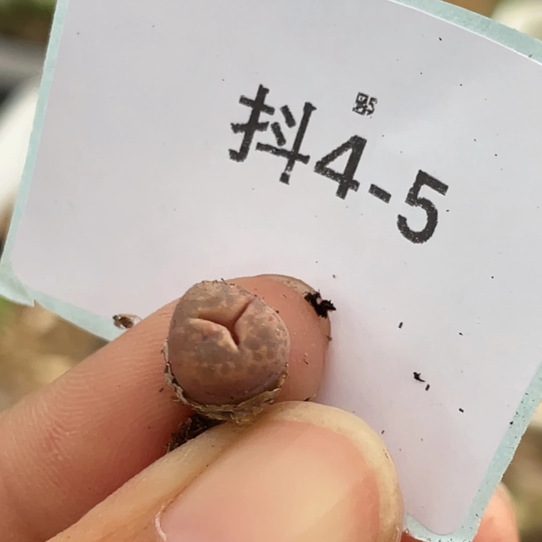 4-5马克杂多肉植物