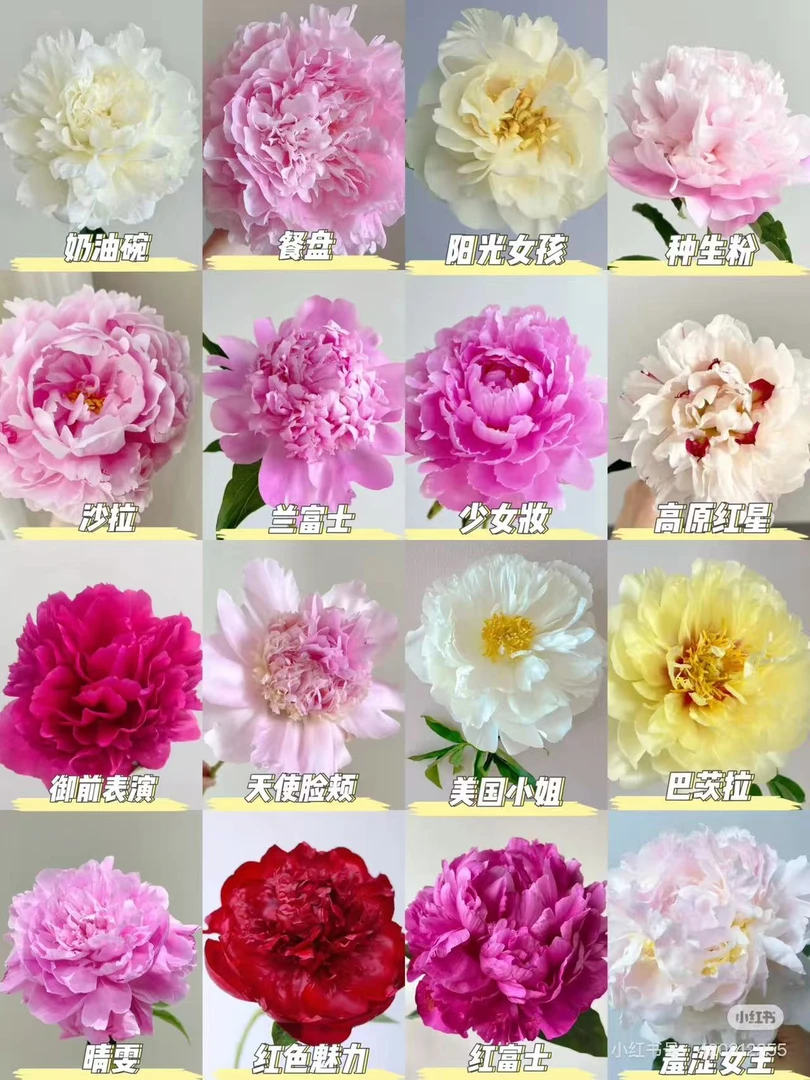 【现货芍药种苗】现货直发 【红白粉发货】