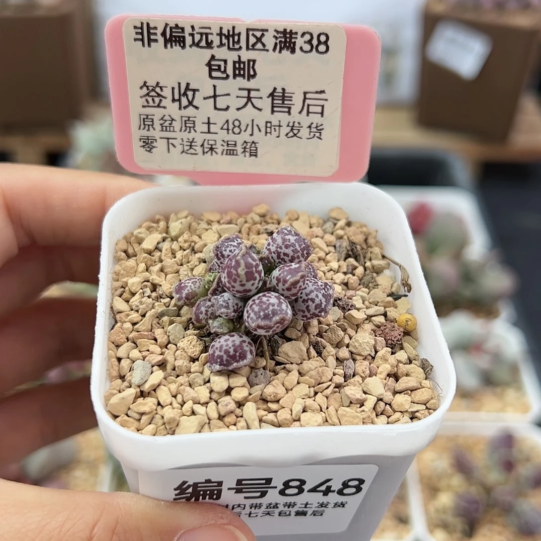 琦*848达摩海豹多肉