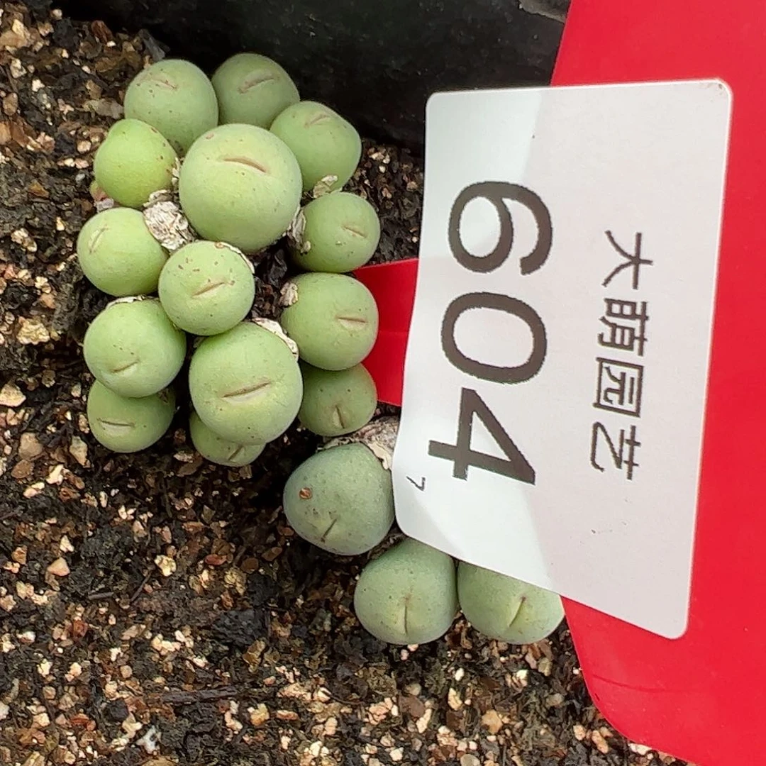 0000604 一物一拍脱土发