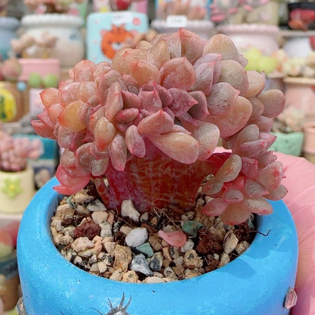 新品胭脂缀 盆口4cm
