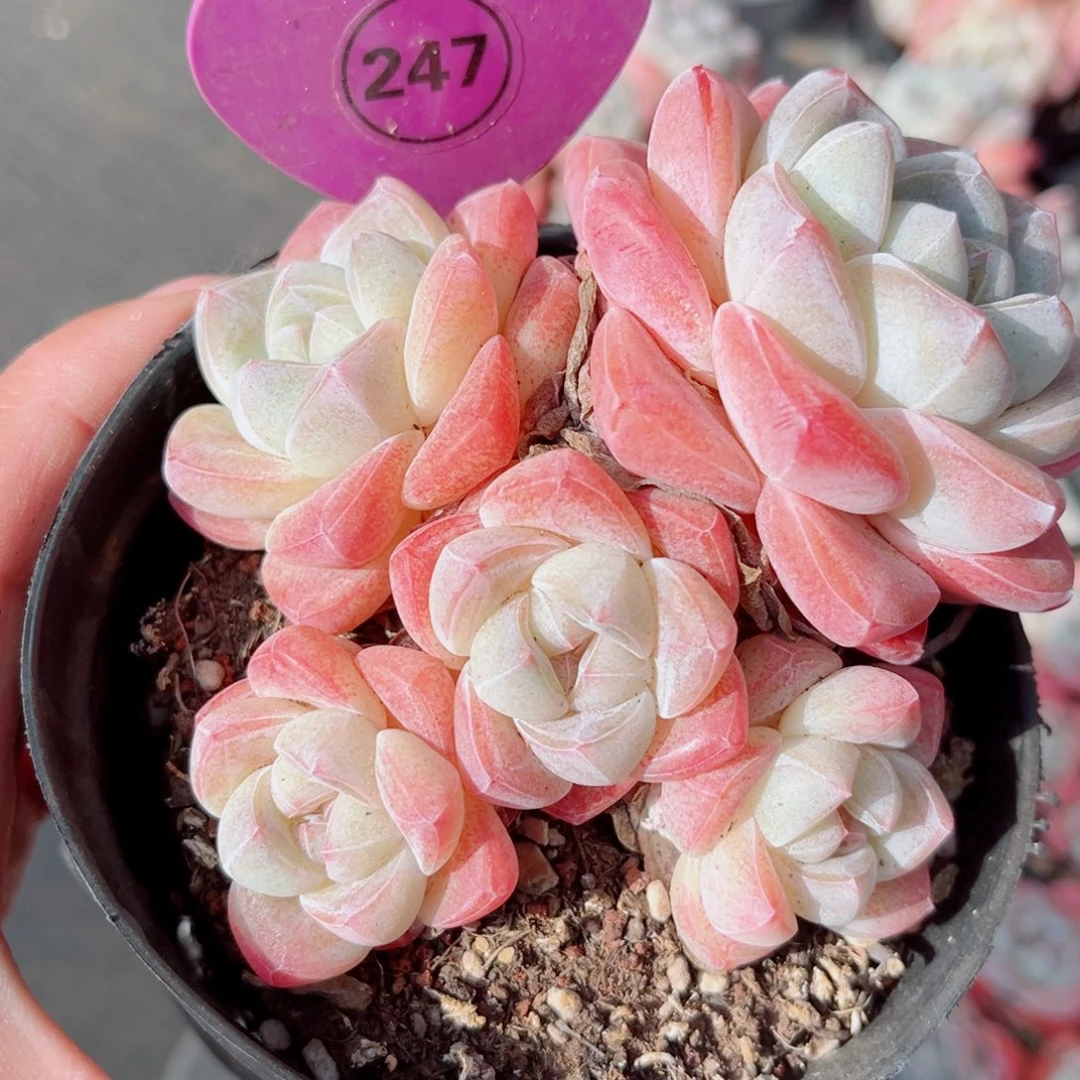 247号小老桩冰玉群
