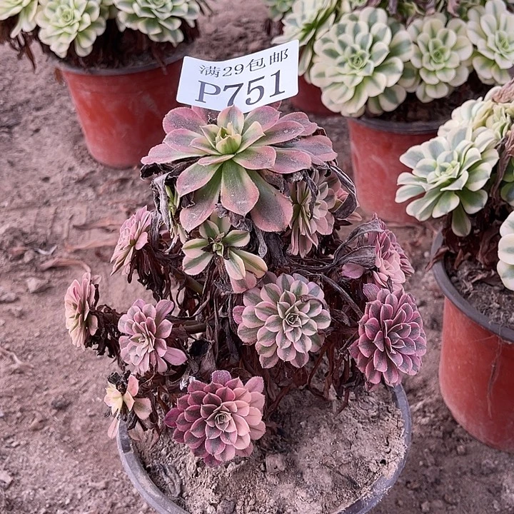 751黑铜白多肉植物