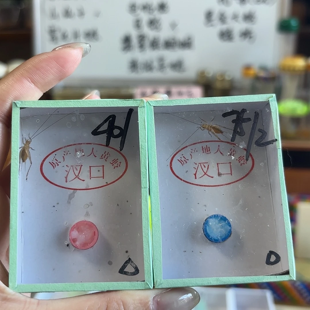 两条人工冬黄蛉中须