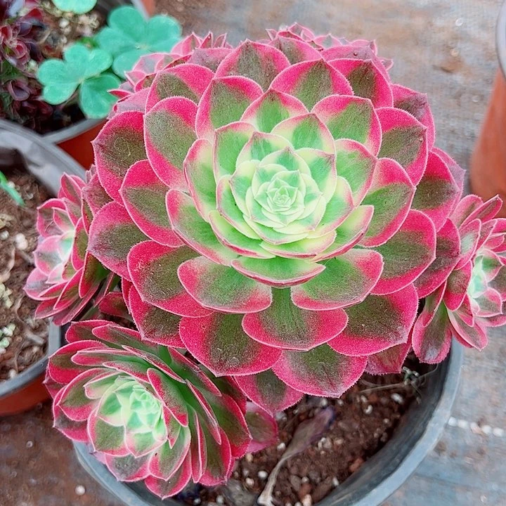 家粉玉芙蓉多肉植物