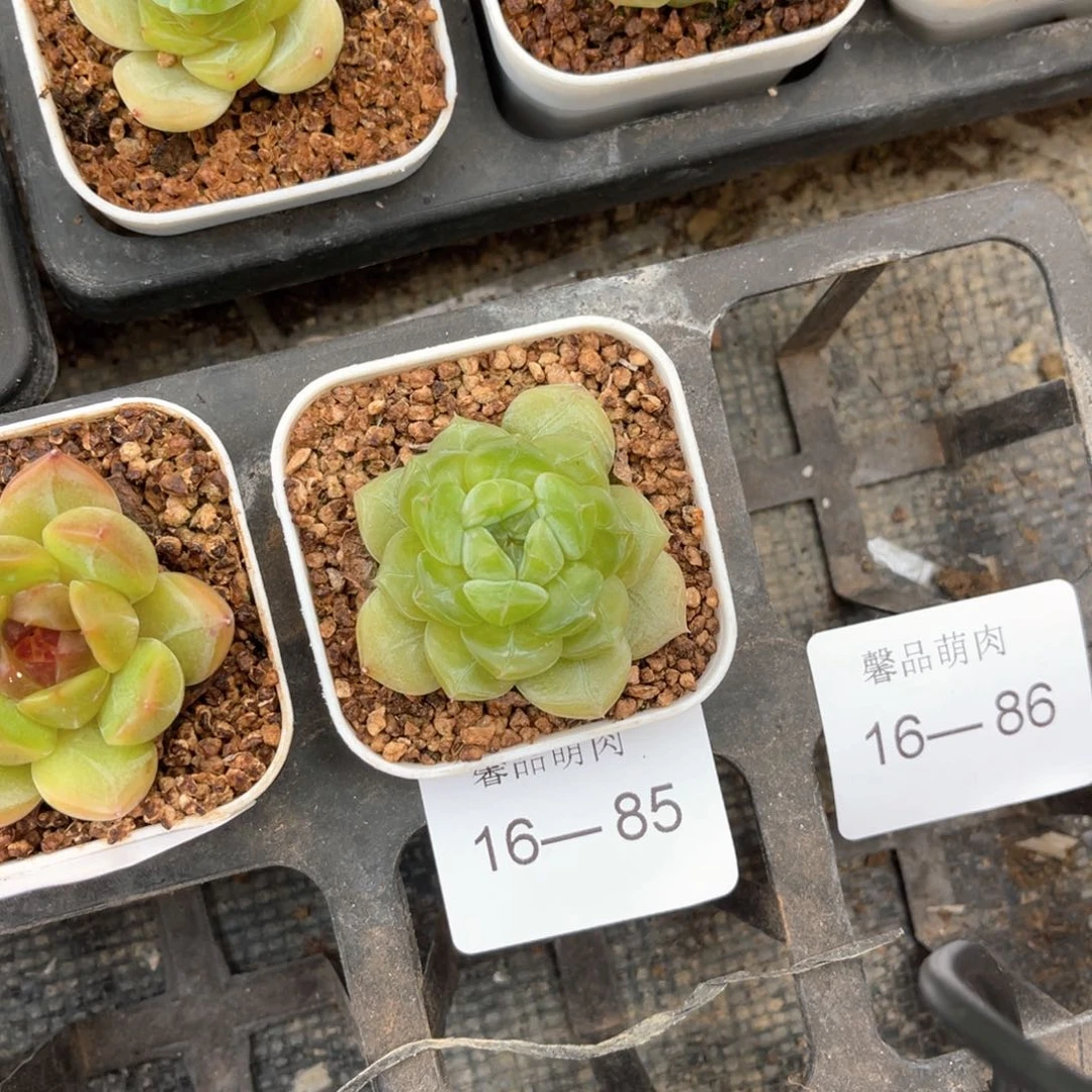 小白盆一物一拍16-85