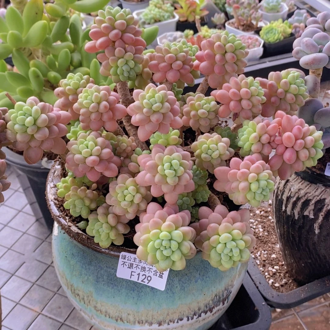鱼子酱老桩18cm129多肉植物