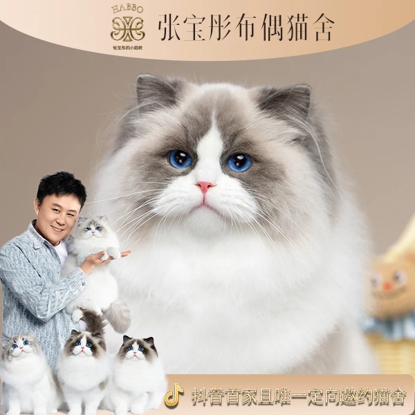 张宝彤布偶猫舍白月光妹妹 | 新脸版创始猫舍
