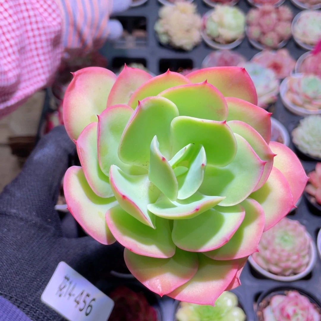 花利美14-456碧桃