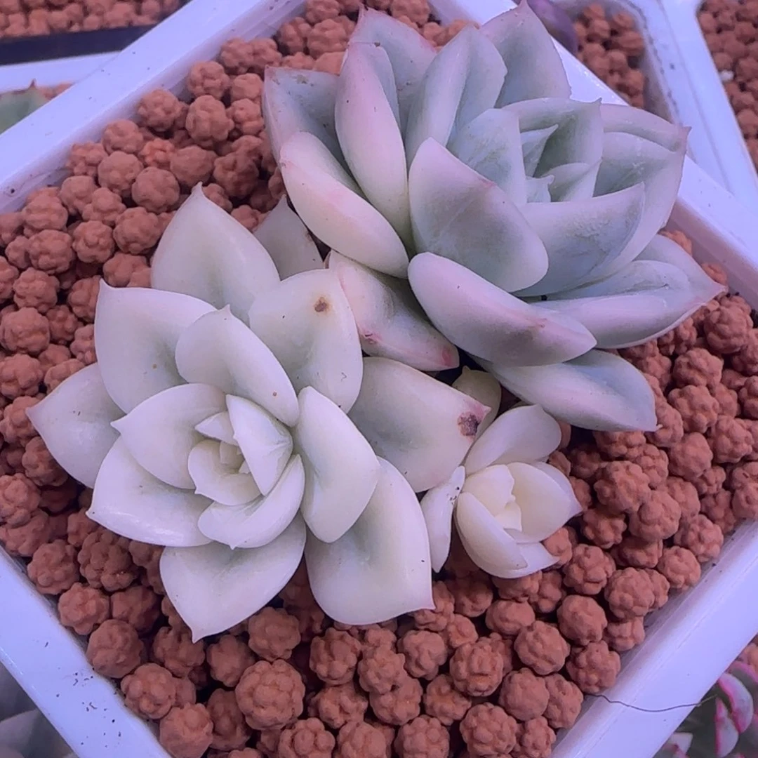 月亮仙子锦 多肉植物