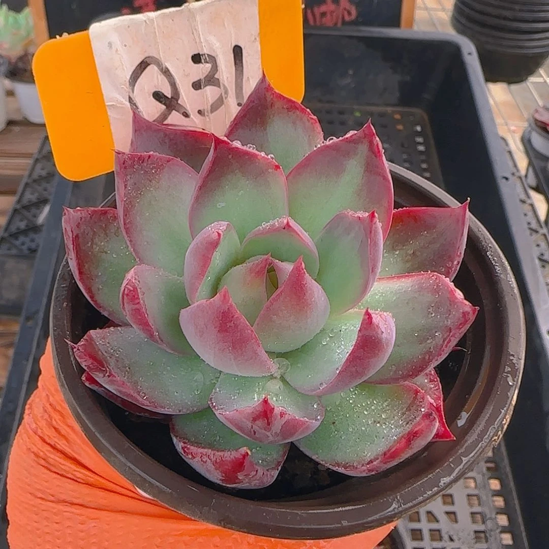 Q31 惊鸿仙子多肉植物