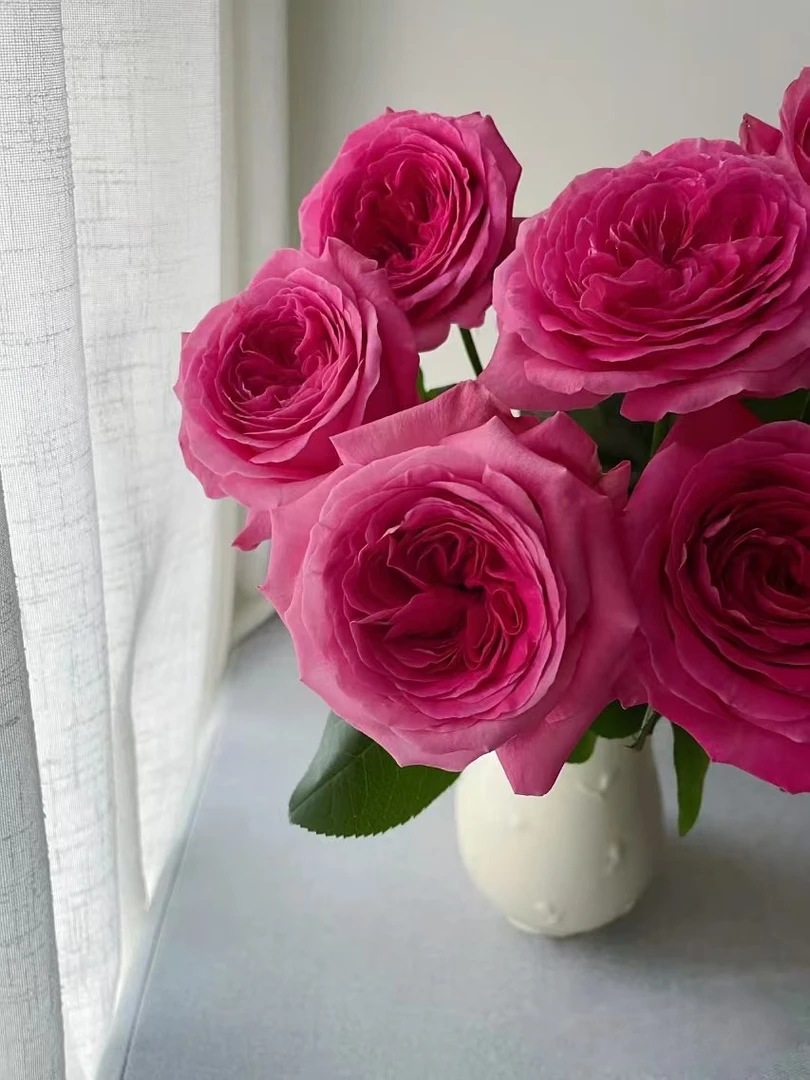 【源头一手价】C级新品诺亚玫瑰10支   云南基地鲜花直发  家养水养