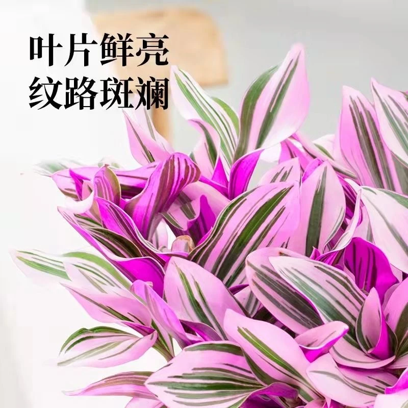 油画婚礼紫露吊兰多肉盆栽室内植物水培客厅阳台绿植创意花卉摆件