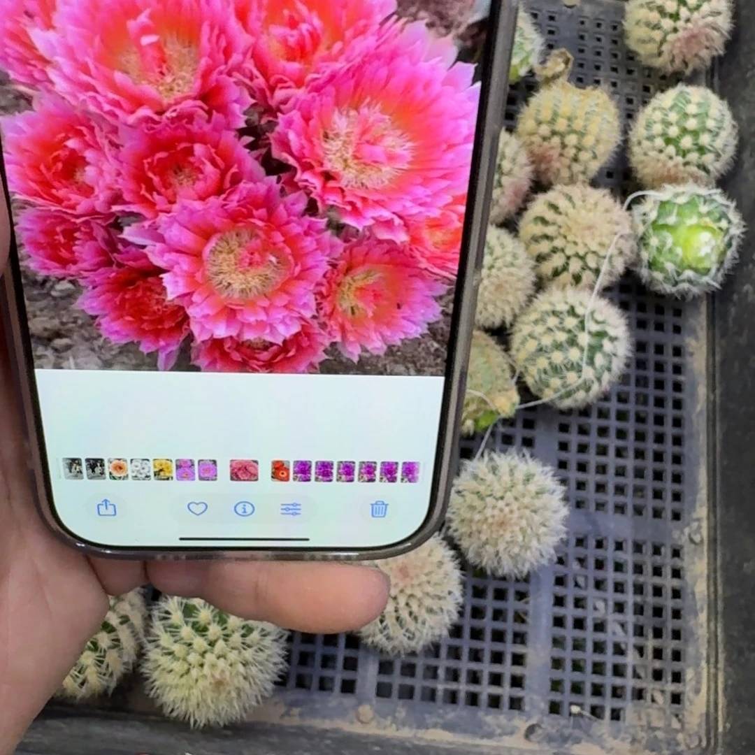 305史蒂夫歪无根侧牙3公分左右，20包邮