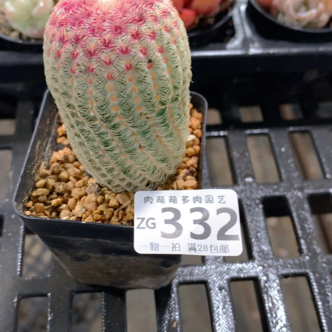 肉萌萌拇指盆精控多肉ZG332
