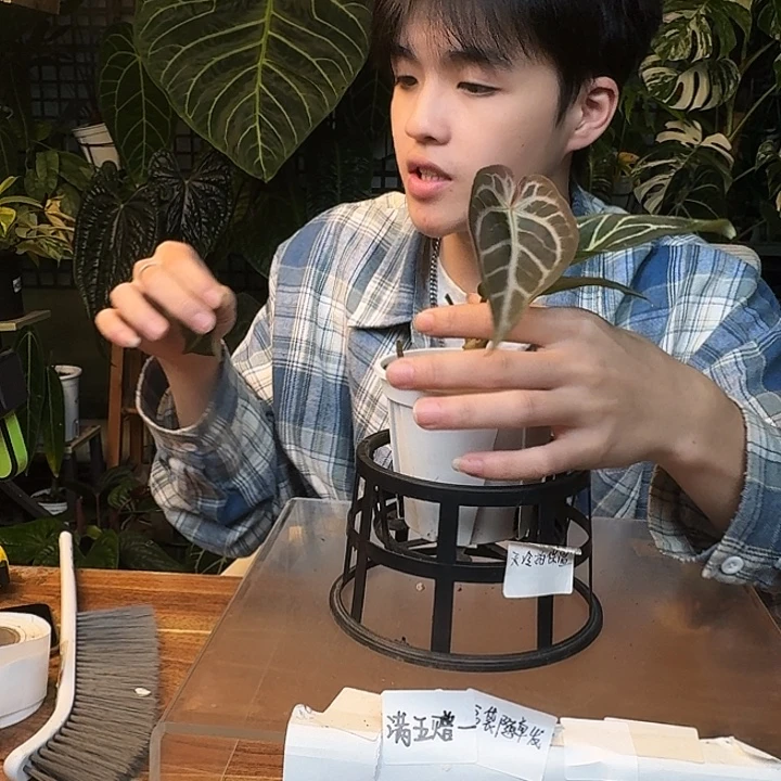 不开花植物I148女团杂